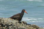 PICTURES/Beach 4 - Tidal Pools/t_Black Oysercatcher.JPG